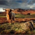 Highland Cow04